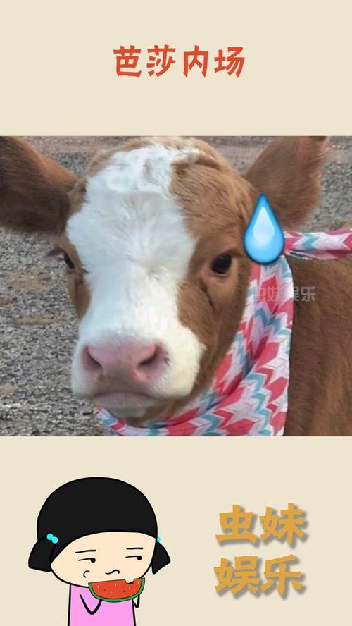 娱乐吃瓜酱爸爸的宠物,揭秘明星宠物的趣味生活 第1张 娱乐吃瓜酱爸爸的宠物,揭秘明星宠物的趣味生活 第1张